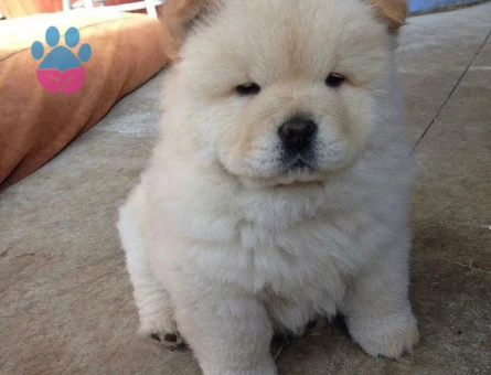 CHOW CHOW YAVRULARIMIZ - 10033 - Görsel 2