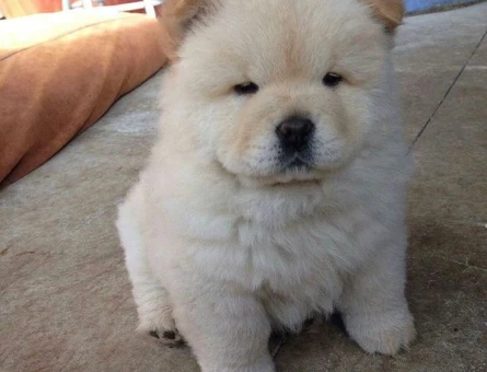 CHOW CHOW YAVRULARIMIZ - 10033