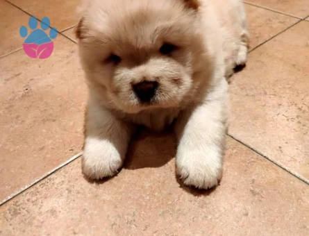 CHOW CHOW YAVRULARIMIZ - 10033 - Görsel 3
