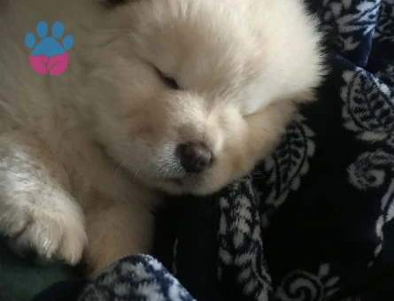 CHOW CHOW YAVRULARIMIZ - 10033 - Görsel 4
