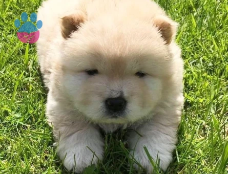 CHOW CHOW YAVRULARIMIZ - 10033 - Görsel 5