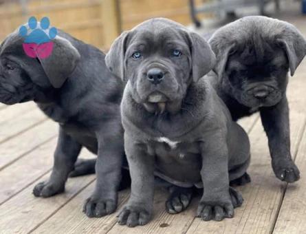 HEYBETLİ ÜST KALİTE CANE CORSO YAVRULAR - 10034 - Görsel 3