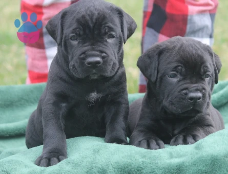HEYBETLİ ÜST KALİTE CANE CORSO YAVRULAR - 10034 - Görsel 2