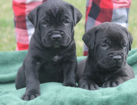 HEYBETLİ ÜST KALİTE CANE CORSO YAVRULAR - 10034