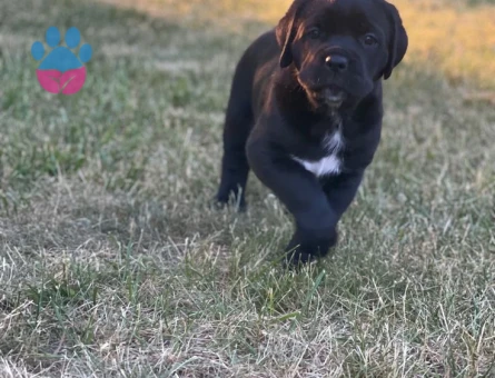 HEYBETLİ ÜST KALİTE CANE CORSO YAVRULAR - 10034 - Görsel 4