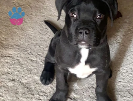 HEYBETLİ ÜST KALİTE CANE CORSO YAVRULAR - 10034 - Görsel 5