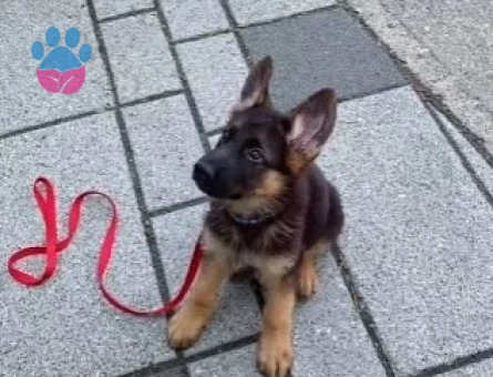 SAFKAN K9 ALMAN KURDU YAVRULAR - 10037 - Görsel 2