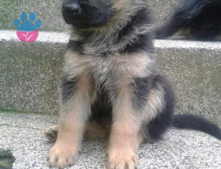 SAFKAN K9 ALMAN KURDU YAVRULAR - 10037 - Görsel 4