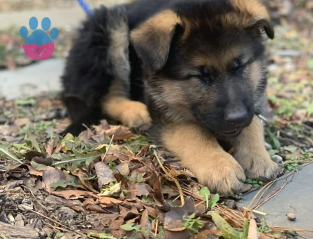 SAFKAN K9 ALMAN KURDU YAVRULAR - 10037 - Görsel 5