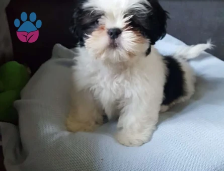 SHİH TZU BEBEKLER - 10036
