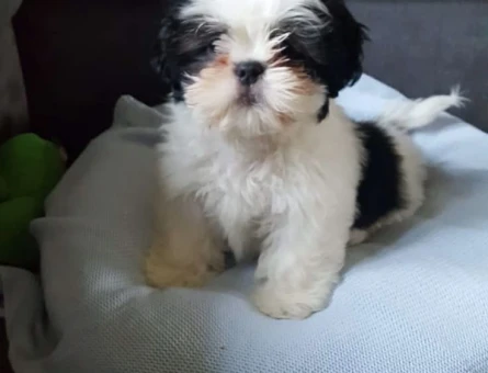 SHİH TZU BEBEKLER - 10036
