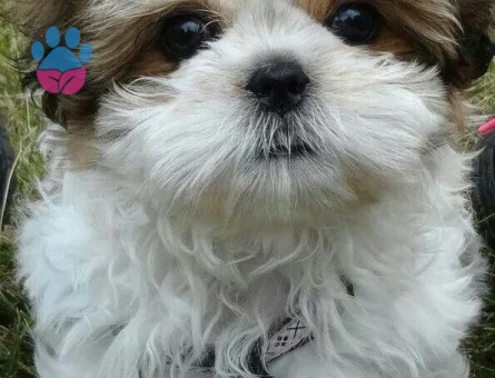 SHİH TZU BEBEKLER - 10036 - Görsel 3