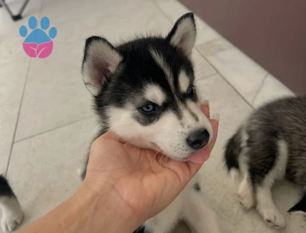A KALİTE SİBİRYA (HUSKY) YAVRULARIMIZ - 10040