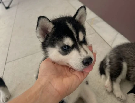 A KALİTE SİBİRYA (HUSKY) YAVRULARIMIZ - 10040