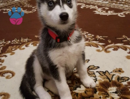 A KALİTE SİBİRYA HUSKY YAVRULARIMIZ - 10040 - Görsel 4