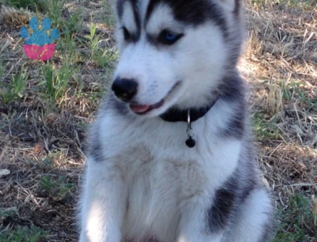 A KALİTE SİBİRYA HUSKY YAVRULARIMIZ - 10040 - Görsel 3