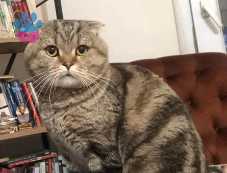 3 yaşında sakin kısırlaştırılmış Scottish fold - 10042 - Görsel 2