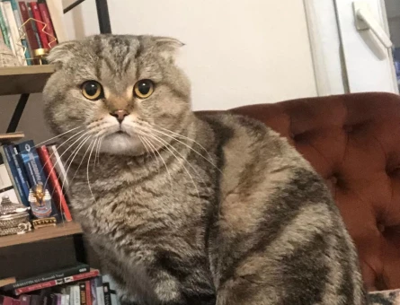 3 yaşında sakin kısırlaştırılmış Scottish fold - 10042
