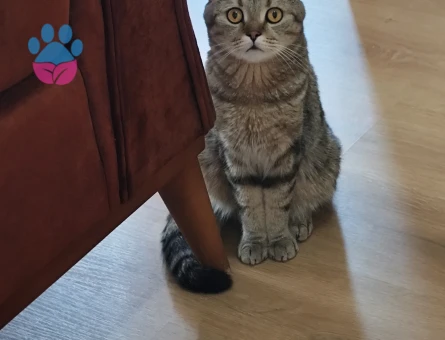 3 yaşında sakin kısırlaştırılmış Scottish fold - 10042 - Görsel 3