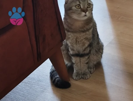 3 yaşında sakin kısırlaştırılmış Scottish fold - 10042 - Görsel 4