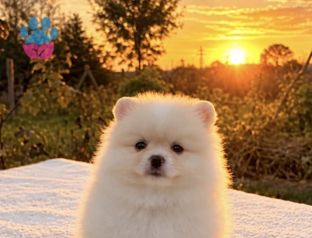POMERANİAN BOO DİŞİ - 10045