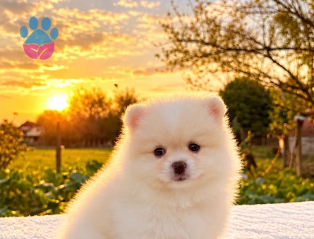 POMERANİAN BOO DİŞİ - 10045 - Görsel 3