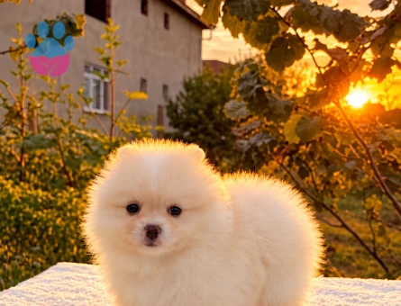 POMERANİAN BOO DİŞİ - 10045 - Görsel 4