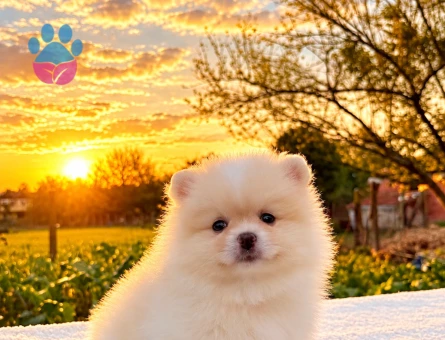 POMERANİAN BOO DİŞİ - 10045 - Görsel 5