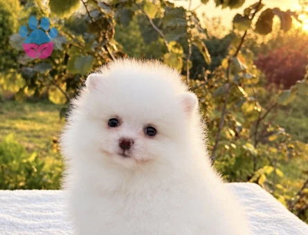 KARTOPU GİBİ DİŞİ POMERANİAN BOO - 10046
