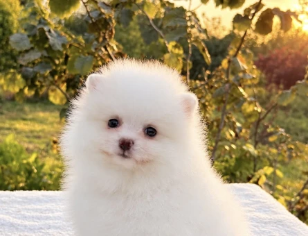 KARTOPU GİBİ DİŞİ POMERANİAN BOO - 10046