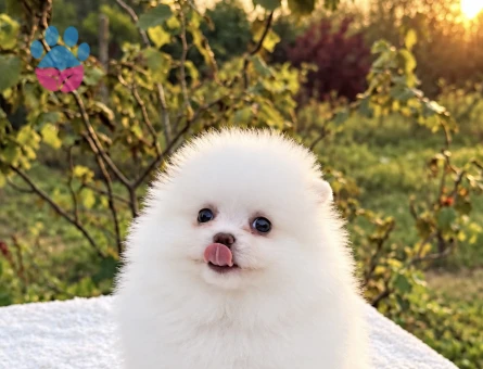 KARTOPU GİBİ DİŞİ POMERANİAN BOO - 10046 - Görsel 4