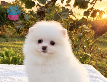 KARTOPU GİBİ DİŞİ POMERANİAN BOO - 10046 - Görsel 3
