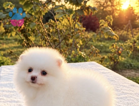 KARTOPU GİBİ DİŞİ POMERANİAN BOO - 10046 - Görsel 5