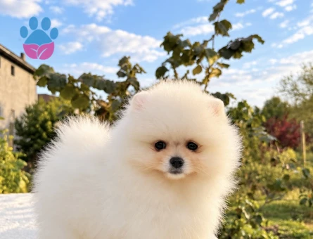 AYICIK POMERANİAN BOO - 10047