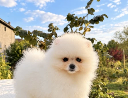AYICIK POMERANİAN BOO - 10047