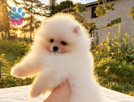 AYICIK POMERANİAN BOO - 10047 - Görsel 3