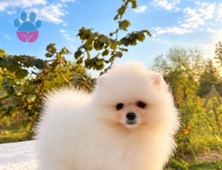 AYICIK POMERANİAN BOO - 10047 - Görsel 4