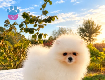 AYICIK POMERANİAN BOO - 10047 - Görsel 5