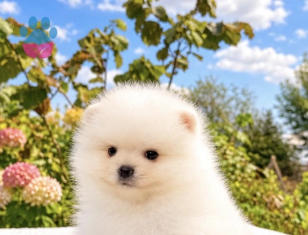 KARTOPU GİBİ POMERANİAN BOO - 10048
