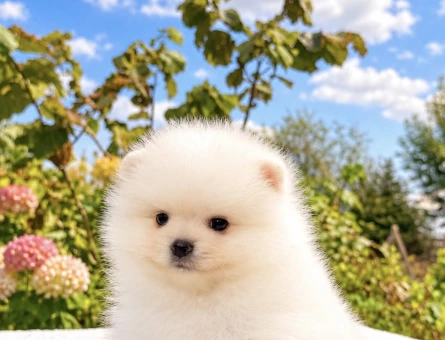 KARTOPU GİBİ POMERANİAN BOO - 10048