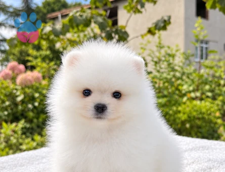 KARTOPU GİBİ POMERANİAN BOO - 10048 - Görsel 3