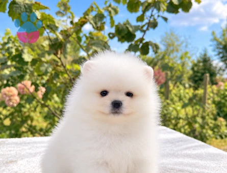 KARTOPU GİBİ POMERANİAN BOO - 10048 - Görsel 4