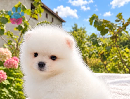 KARTOPU GİBİ POMERANİAN BOO - 10048 - Görsel 5