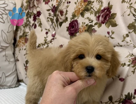 MALTİPO BİBLO MİNİ BOY - 10049 - Görsel 3