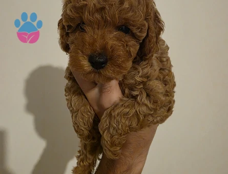 Toy poodle dişi 2 aylık - 10052
