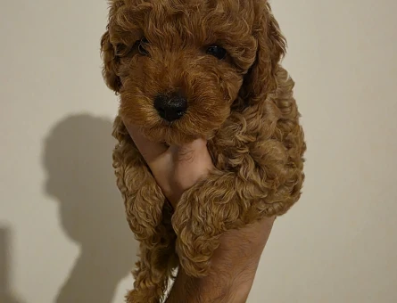 Toy poodle dişi 2 aylık - 10052