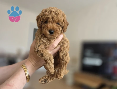 Toy poodle dişi 2 aylık - 10052 - Görsel 3