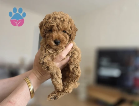 Toy poodle dişi 2 aylık - 10052 - Görsel 4