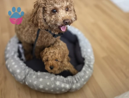 Toy poodle dişi 2 aylık - 10052 - Görsel 5