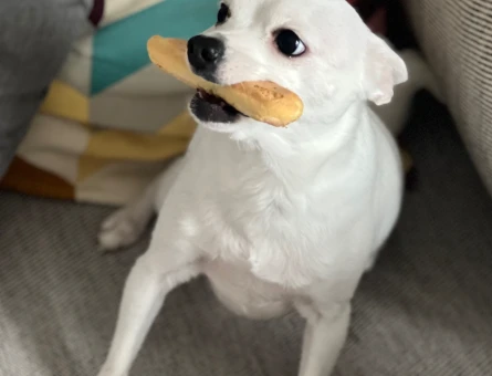5 yaşında şivava köpeğimi bebeğimden dolayı sahiplenmek istiyorum - 10053
